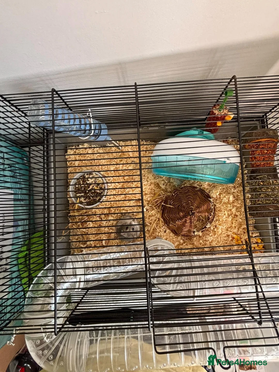 Hamster rodents for sale: Doddy little hamster  - Advert 4