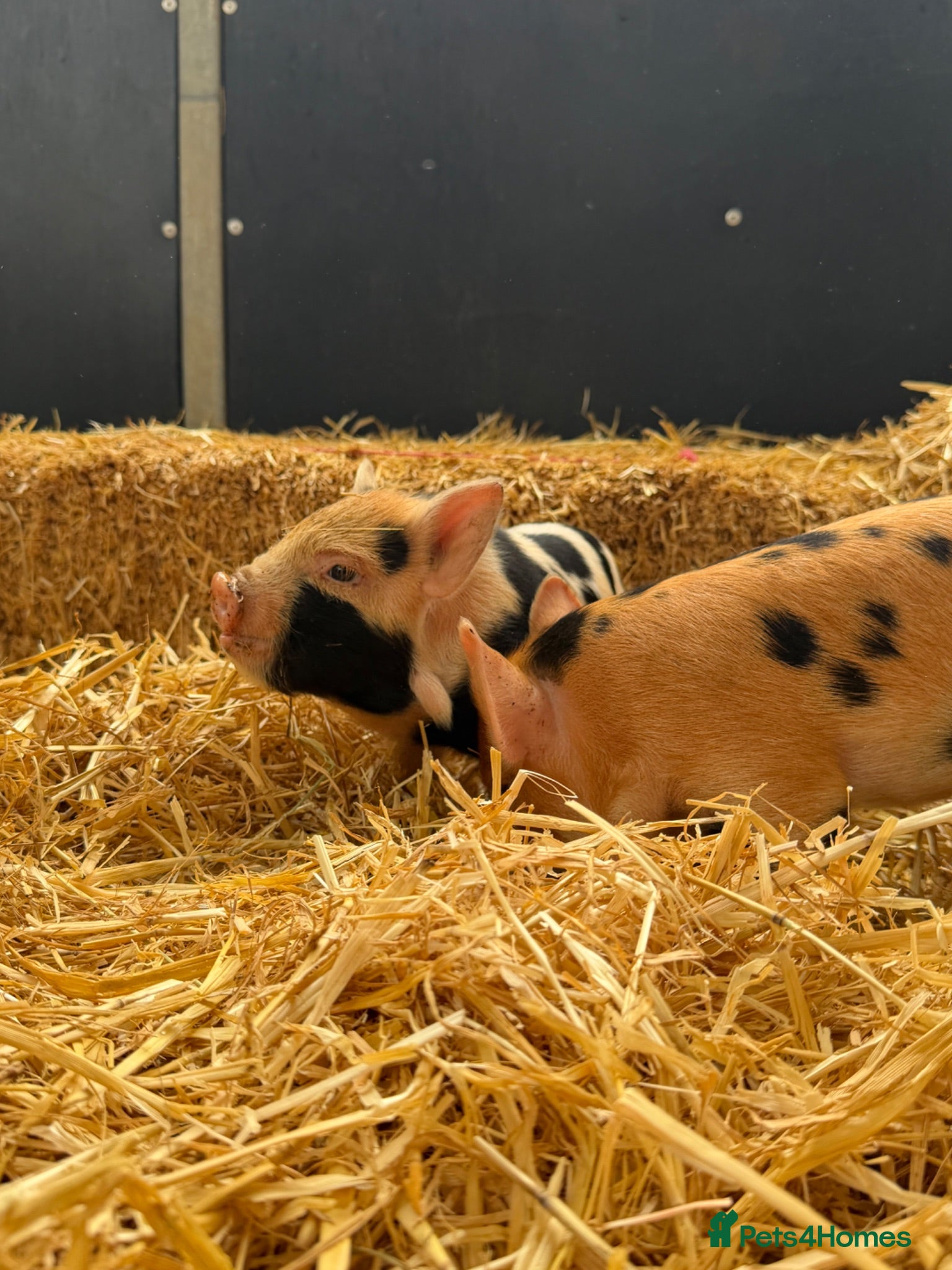 Pig livestock kunekune Piglets  - Advert 2
