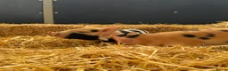 Pig livestock for sale: kunekune Piglets  - Advert 2