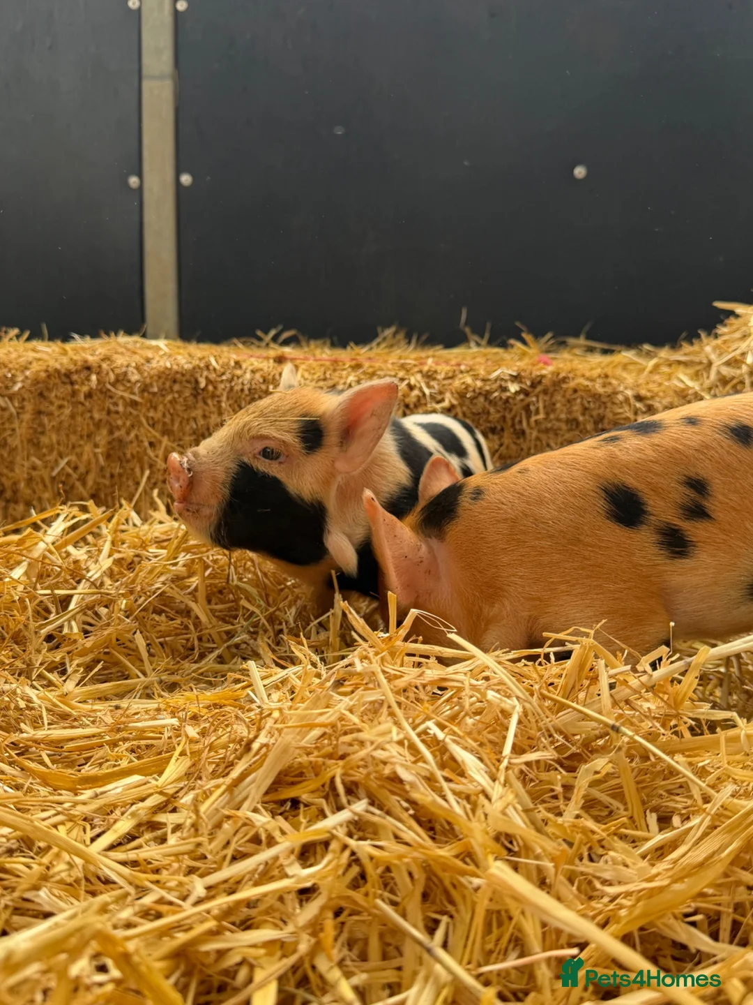Pig livestock for sale: kunekune Piglets  - Advert 2
