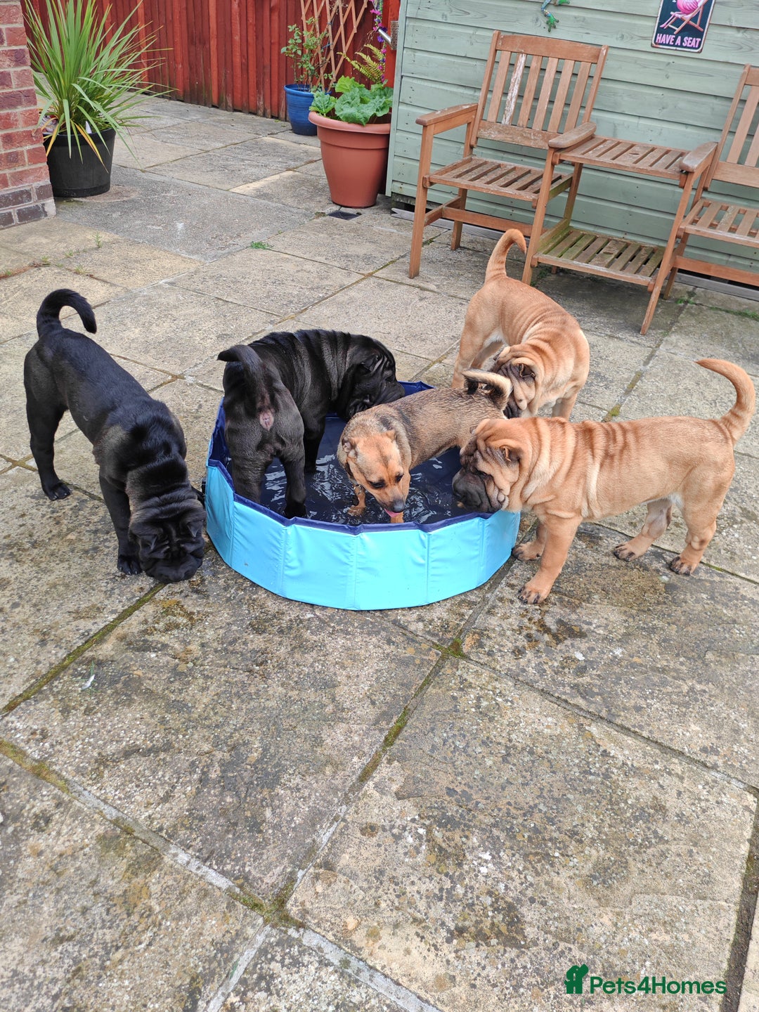 Shar Pei dogs for sale: Sujarah Shar Pei Puppies Available  - Image 13
