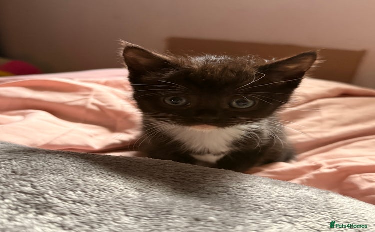 Domestic Shorthair cats - Advert 1