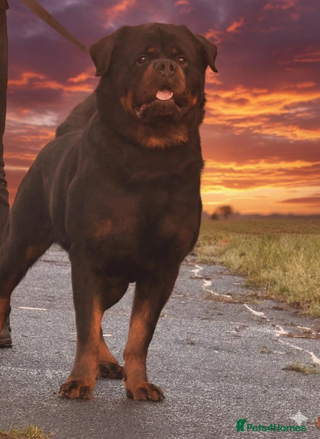 Rottweiler dogs for stud: Top quality health tested kc male German X serbian - Advert 8