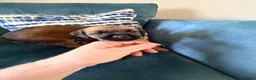 Border Terrier dogs for sale: Border terrier puppies - Advert 7