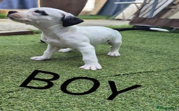 American Bulldog dogs for sale: American bulldogs puppies  - Image 5
