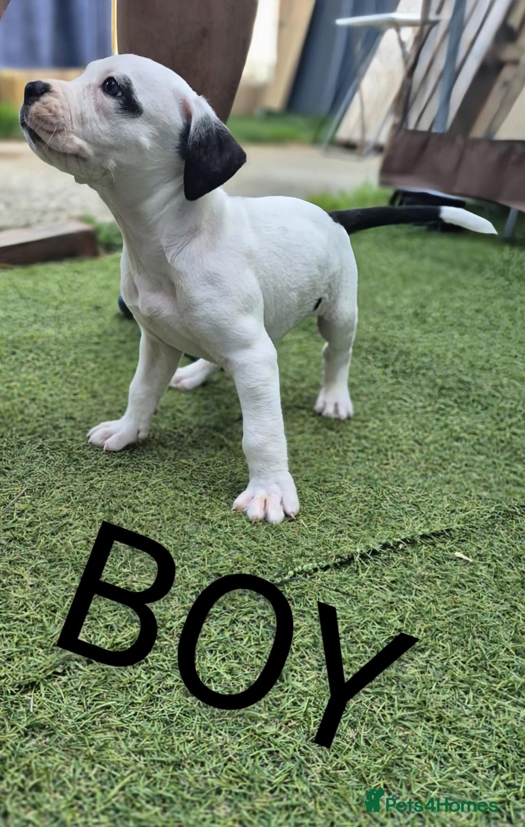 American Bulldog dogs for sale: American bulldogs puppies  - Image 5