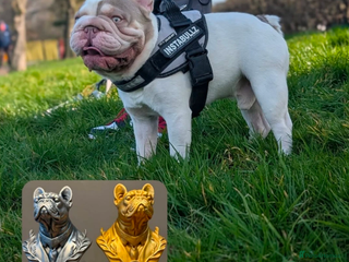 French Bulldog dogs - Advert 33