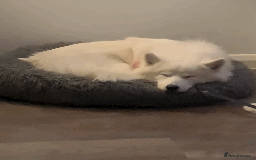 Samoyed dogs for sale: 1 Year old Samoyed Female Dog - Available now! - Image 2