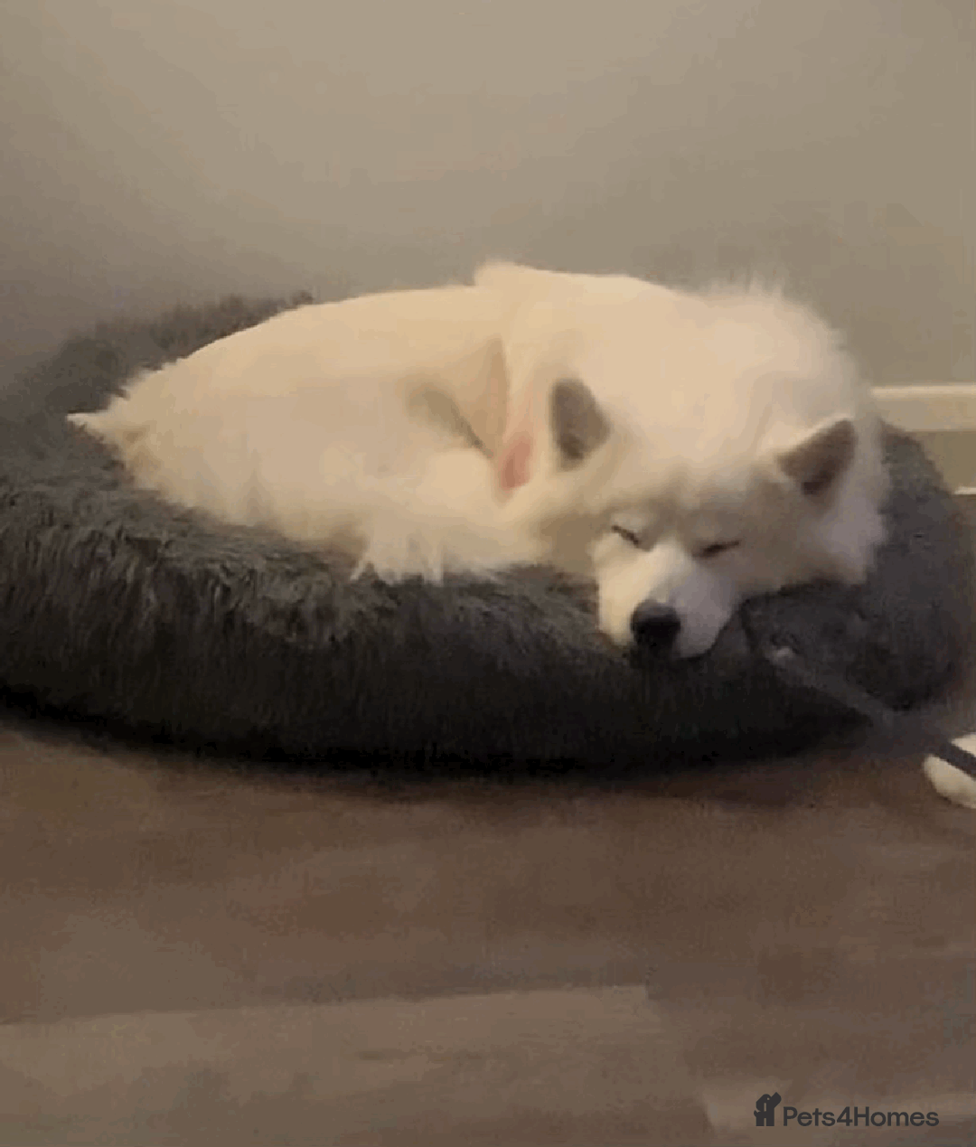 Samoyed dogs for sale: 1 Year old Samoyed Female Dog - Available now! - Image 2