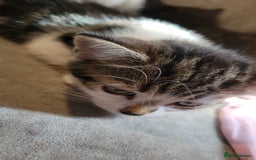 Domestic Shorthair cats for sale: 3 playful kittens - Image 3