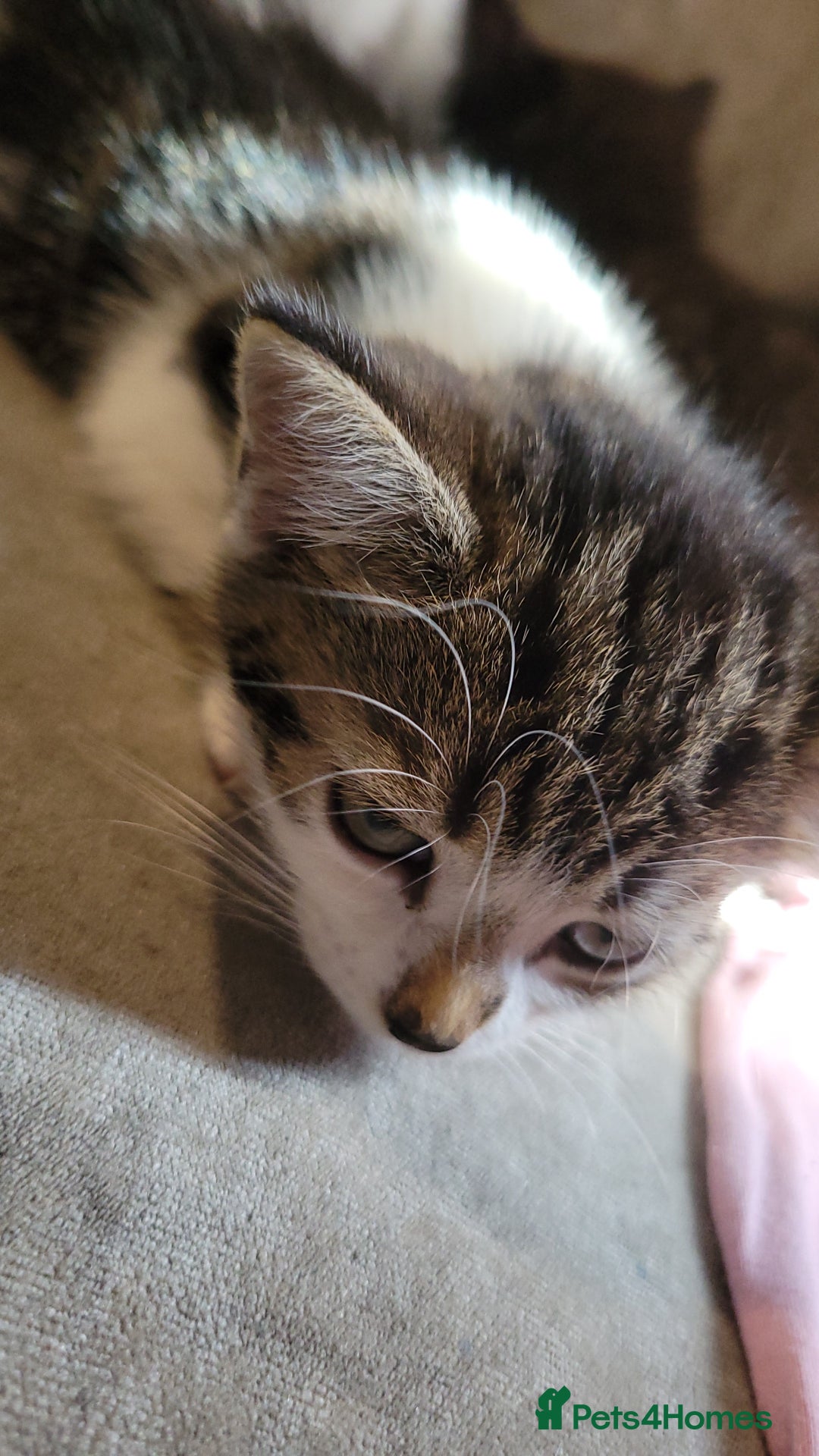 Domestic Shorthair cats for sale: 3 playful kittens - Image 3