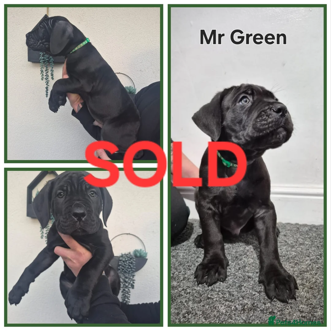Cane Corso dogs for sale: ***REDUCED*** Cane Corso pups - Advert 15