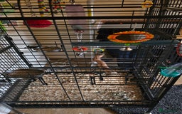 Ringnecks birds for sale: Ringneck Parrot. Rare Blue Colour & Cage - Advert 10