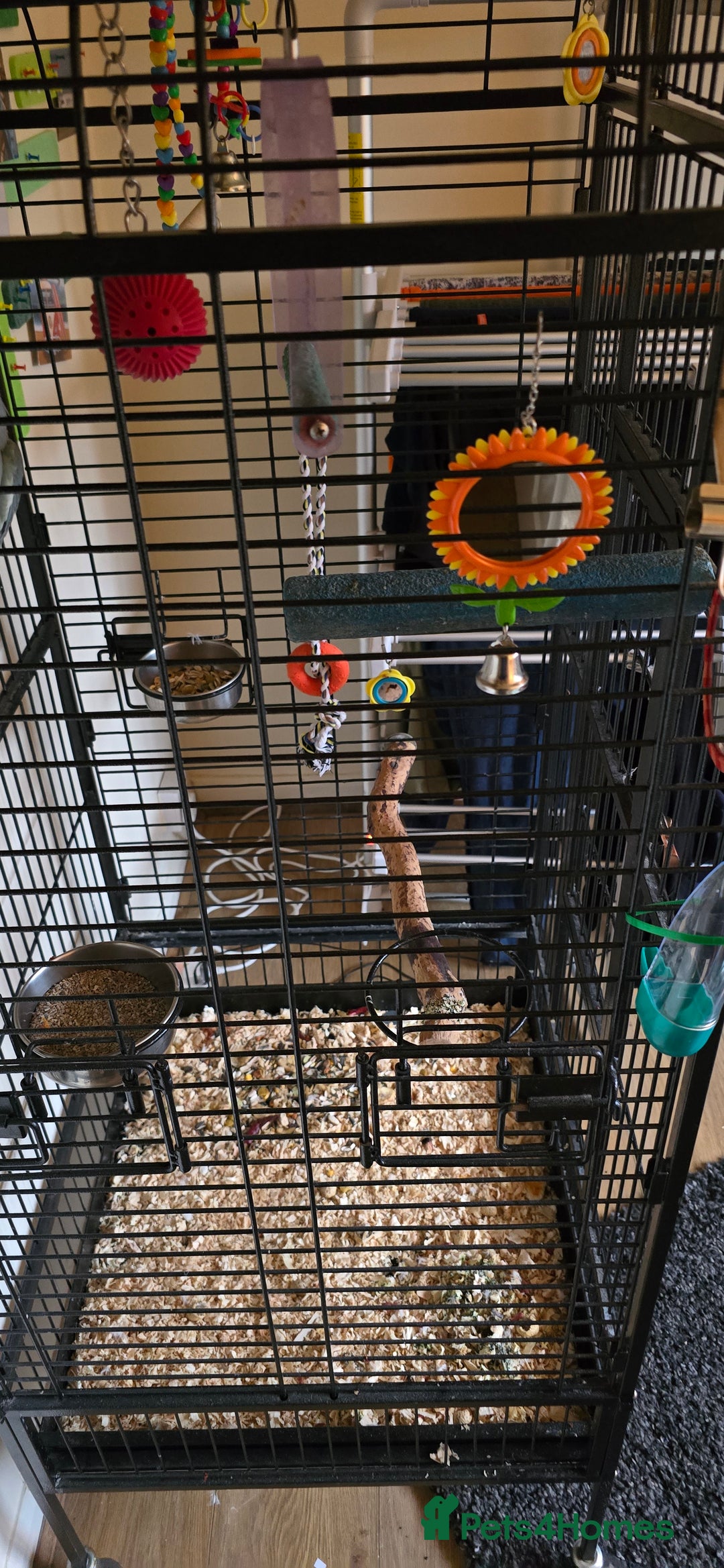 Ringnecks birds for sale: Ringneck Parrot. Rare Blue Colour & Cage - Advert 10