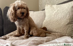 Cockapoo dogs for sale: Tiny cockapoo puppy’s  - Image 3