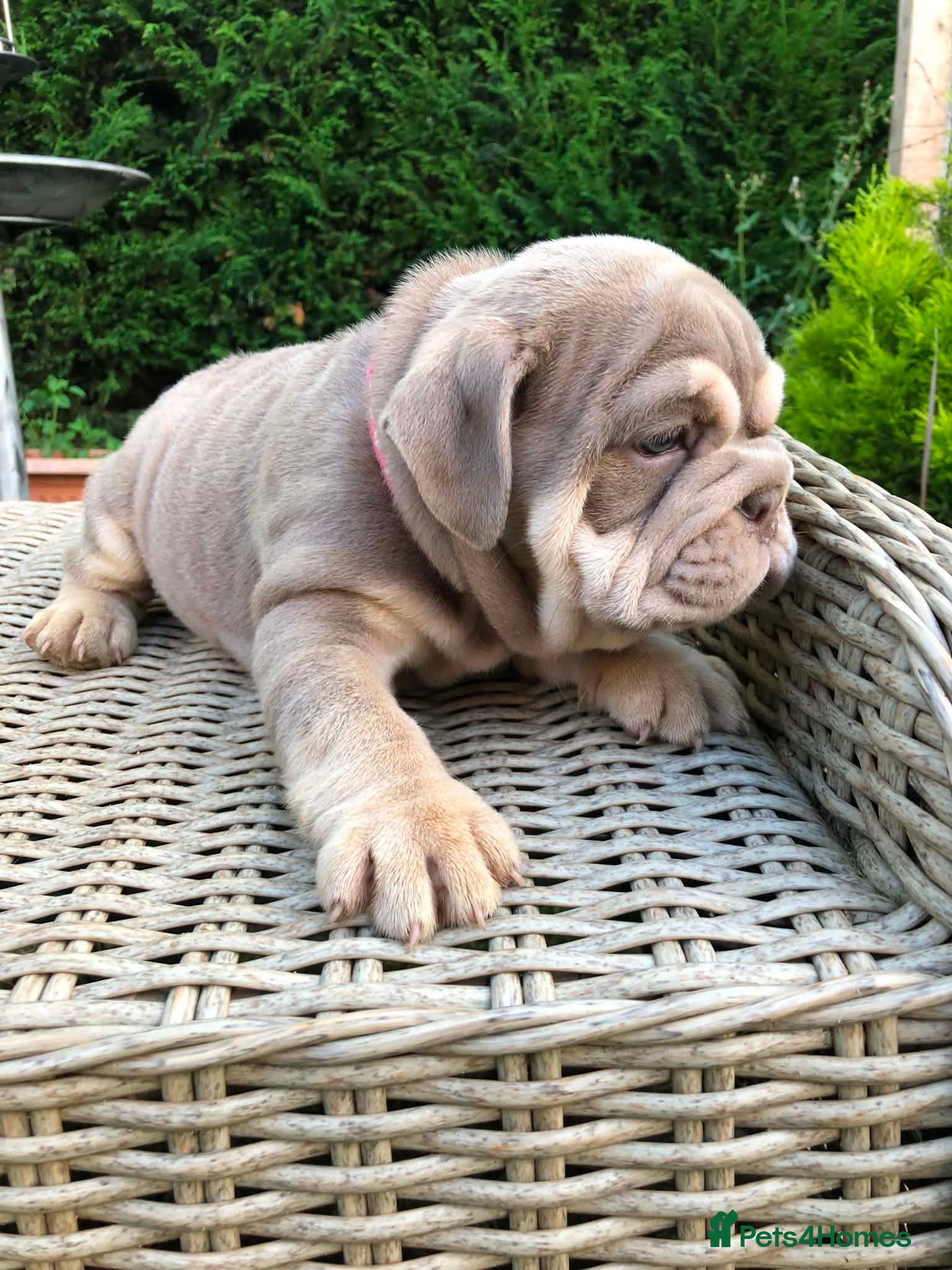 English Bulldog dogs for sale: English bulldog puppies in Doncaster - Advert 15