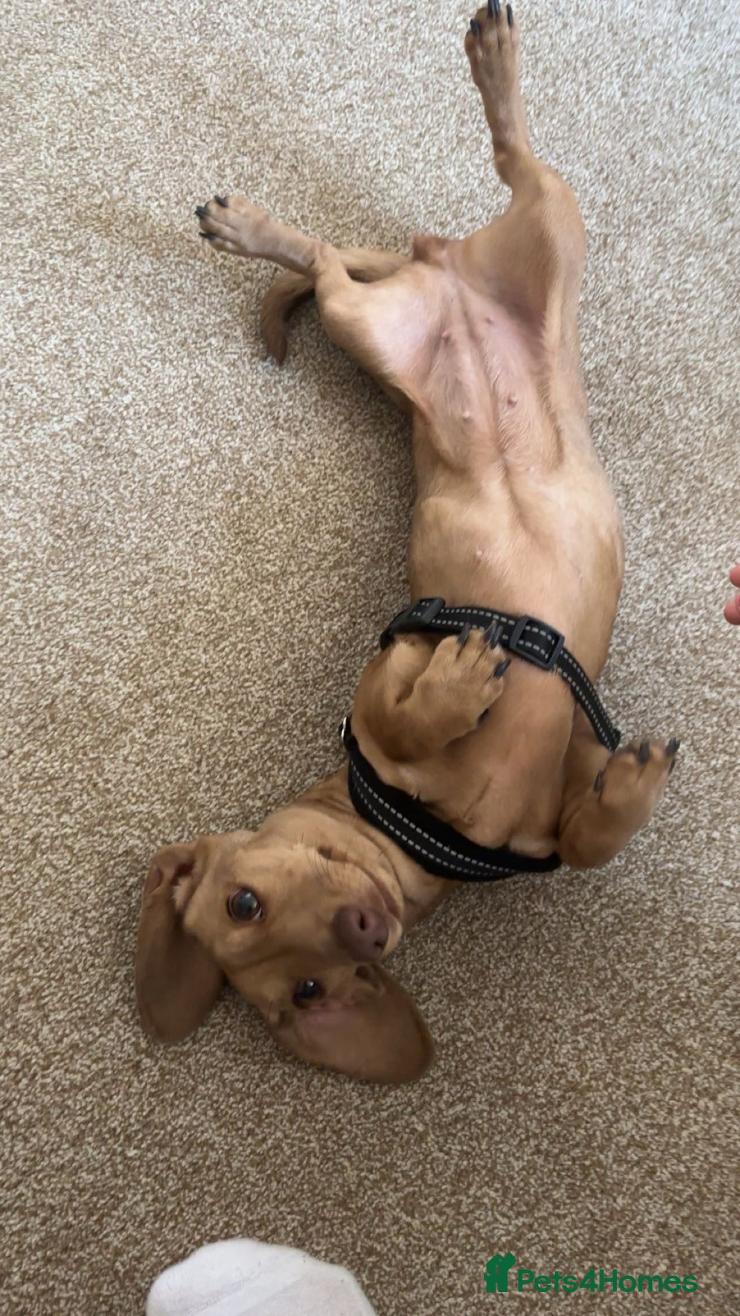 Miniature Dachshund dogs for sale: miniature dachshund female 1yo - Advert 9