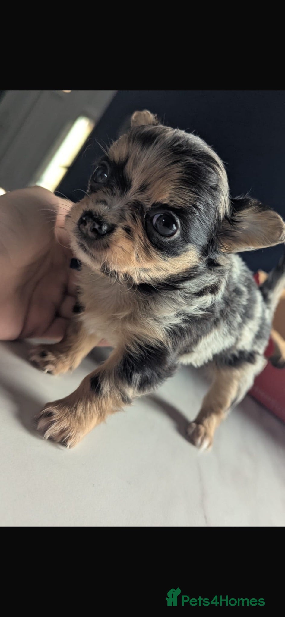 Chihuahua dogs 3 STUNNING LONGHAIRED MERLE CHIHUAHUAS  - Advert 4