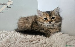 Turkish Angora cats for sale: Turkish Angora kittens - Image 2