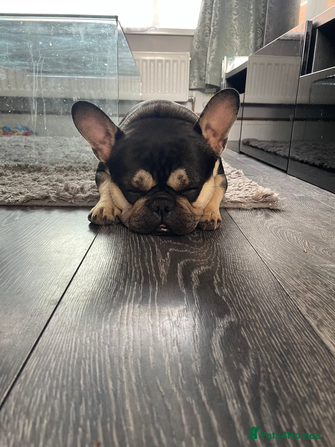 French Bulldog dogs for sale: 18 months old Black and tanned French bulldog  in Dunstable - Advert 5