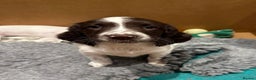 English Springer Spaniel dogs for sale: KC Registered English Springer Spaniel Female Pups - Advert 11