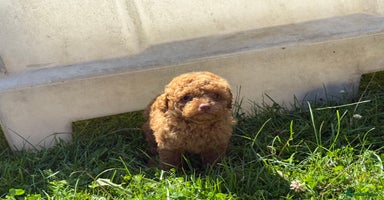 Toy Poodle dogs - Advert 6