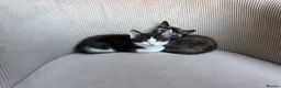 Mixed Breed cats for sale: 2 Gorgeous Cross Kittens Looking for Loving Homes - Advert 4