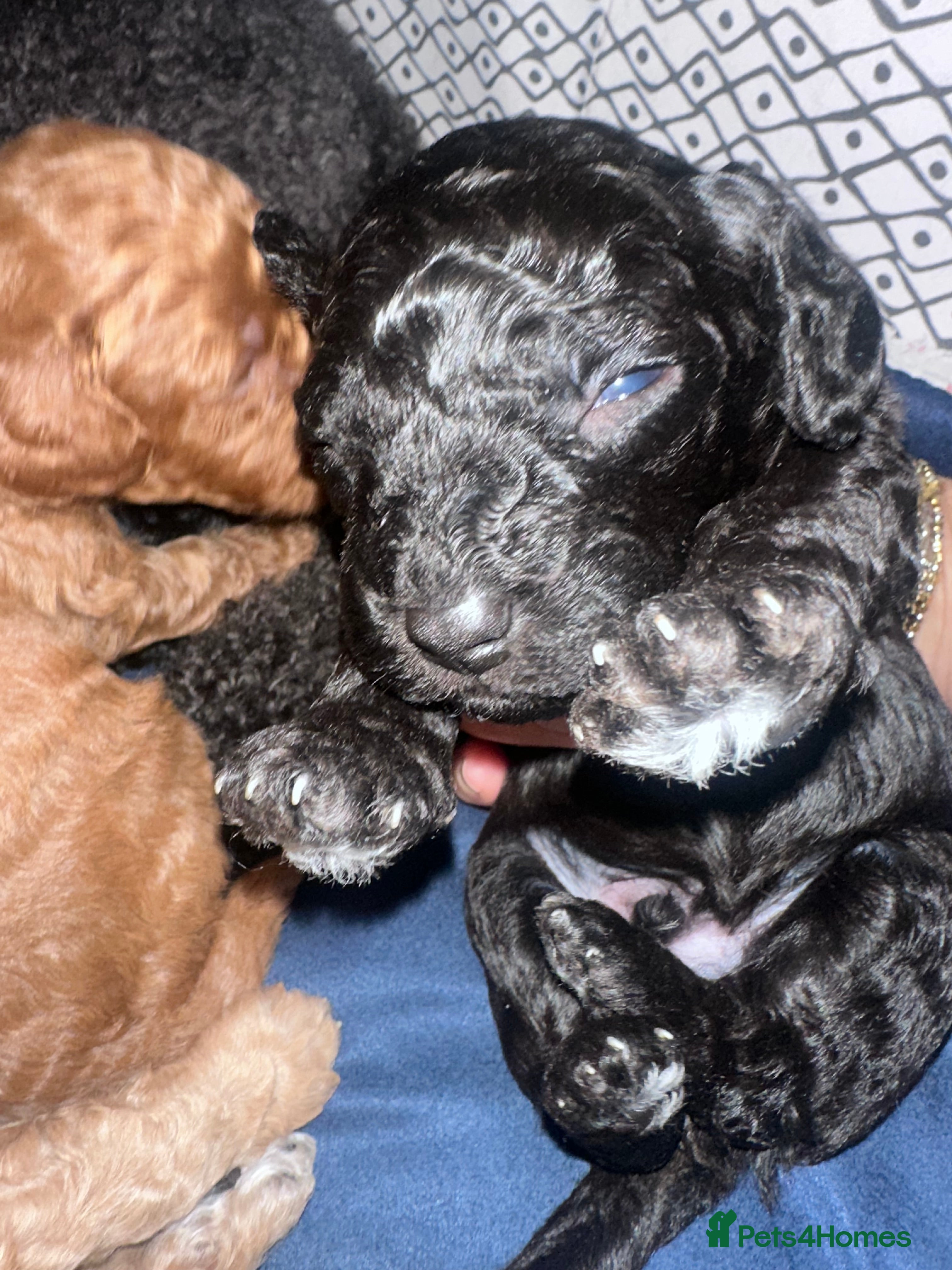 Cavapoo dogs F1B Cavapoo pups looking for their forever home - Advert 2