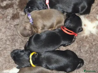 Miniature Dachshund dogs Exquisite Miniature Long-Haired Dachshund Puppies - Advert 2