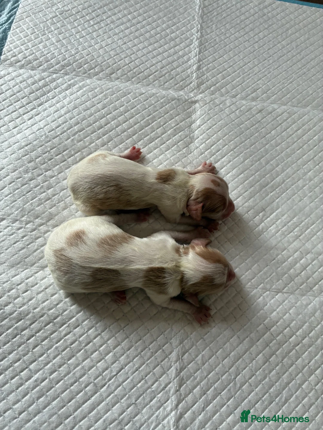 Cavalier King Charles Spaniel dogs for sale: King Charles cavalier puppy's  in Uckfield - Advert 6