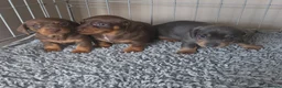 Miniature Dachshund dogs for sale: Adorable KC Registered Miniature Dachshund Puppies - Advert 31