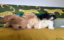 Cockapoo dogs for sale: F1 miniture cocapoos - Image 5