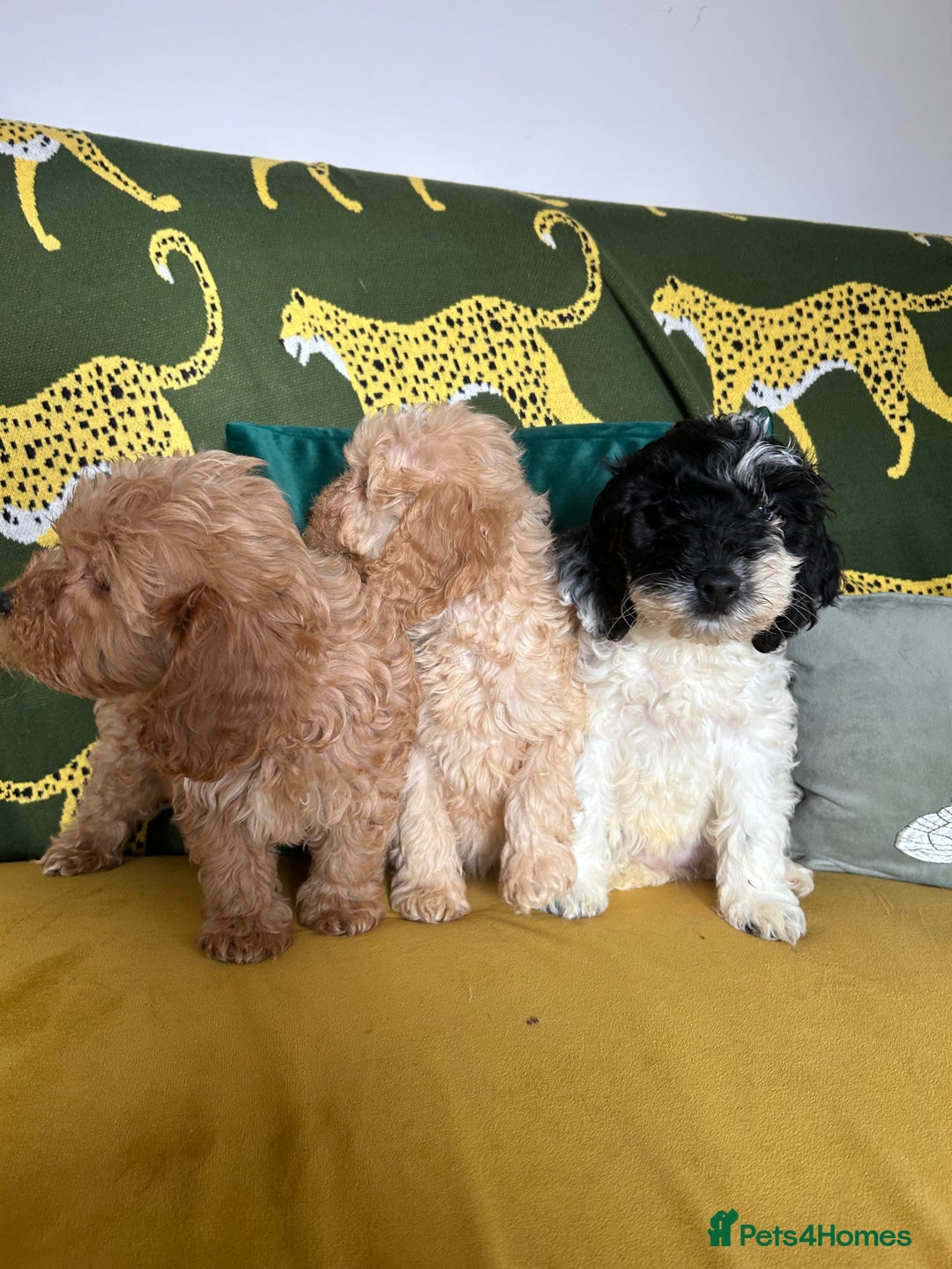 Cockapoo dogs for sale: F1 miniture cocapoos - Image 5