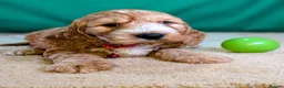 Cockapoo dogs for sale: Your Next Furry Family Member Awaits!  - Advert 2