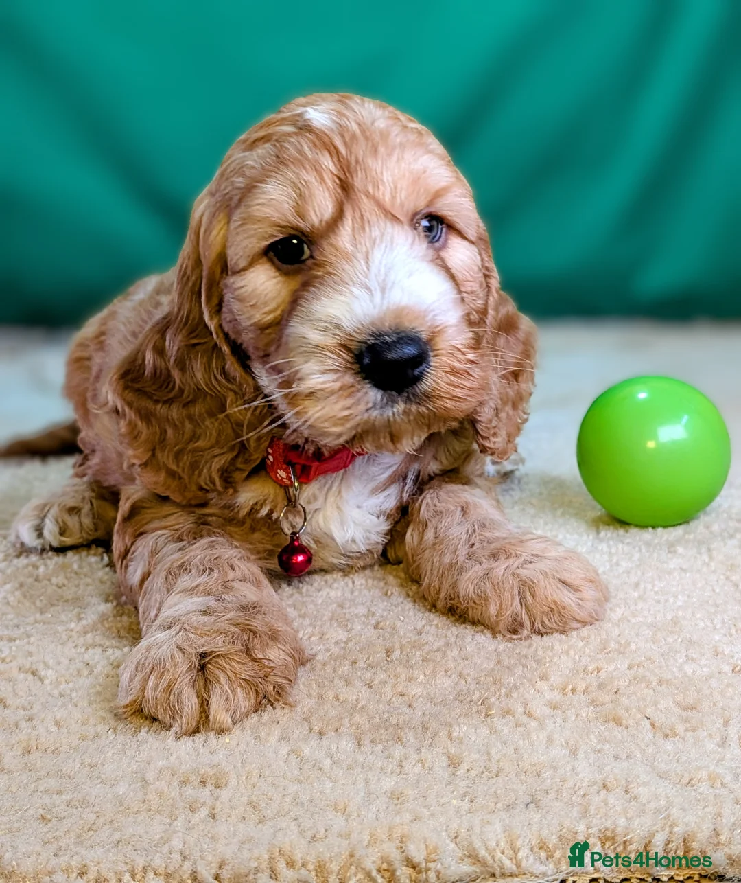 Cockapoo dogs for sale: Your Next Furry Family Member Awaits!  - Advert 2