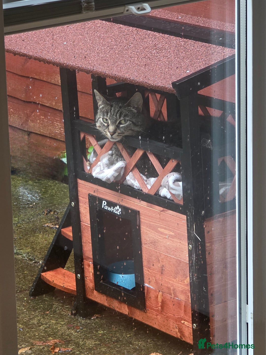 Domestic Shorthair cats for sale: Female Cat – Healthy, Neutered, Microchipped - Image 1