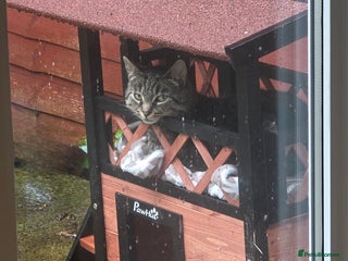 Domestic Shorthair cats - Advert 36