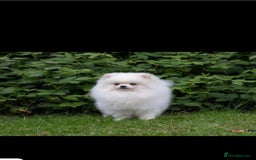 Pomeranian dogs for stud: Small stud - Image 3