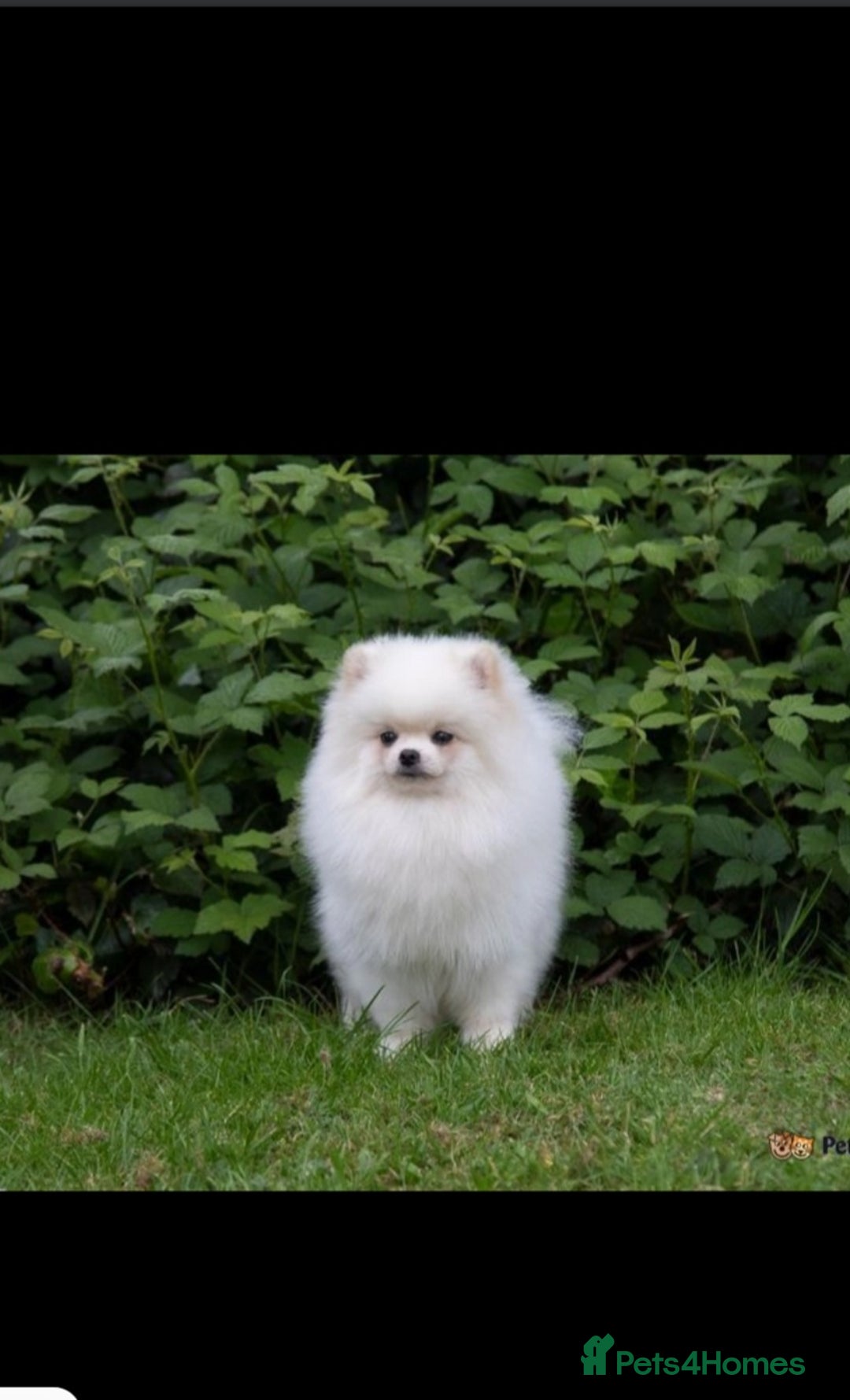 Pomeranian dogs for stud: Small stud - Image 3