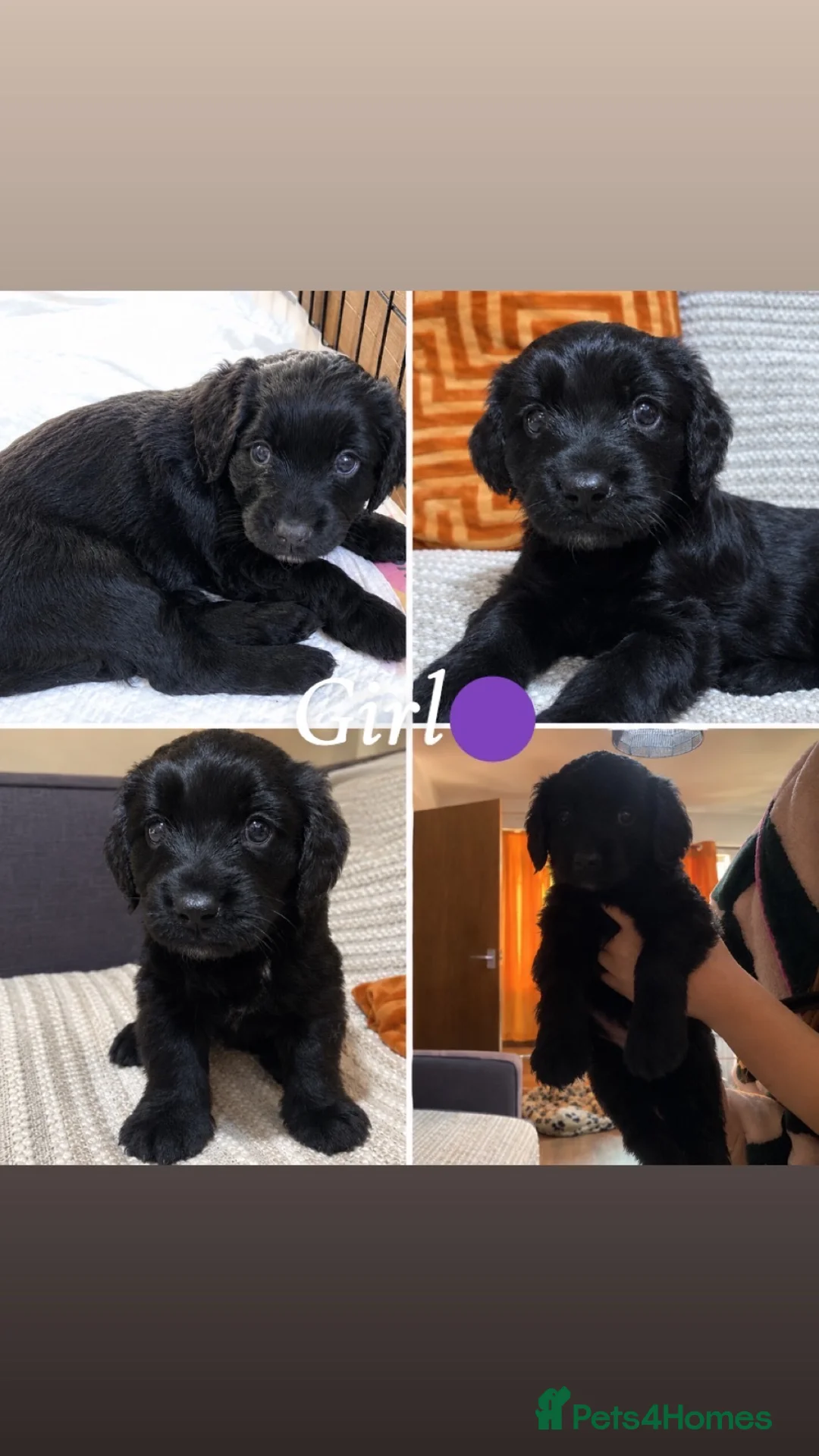 Mixed Breed dogs for sale: 4 sprockerpoo in Llanymynech - Advert 2