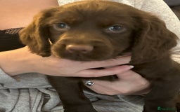 Cocker Spaniel dogs for sale: Chocolate Cocker Spaniel’s  in Crook - Image 18