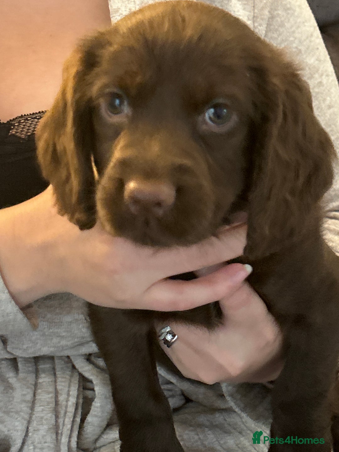 Cocker Spaniel dogs for sale: Chocolate Cocker Spaniel’s  in Crook - Image 18