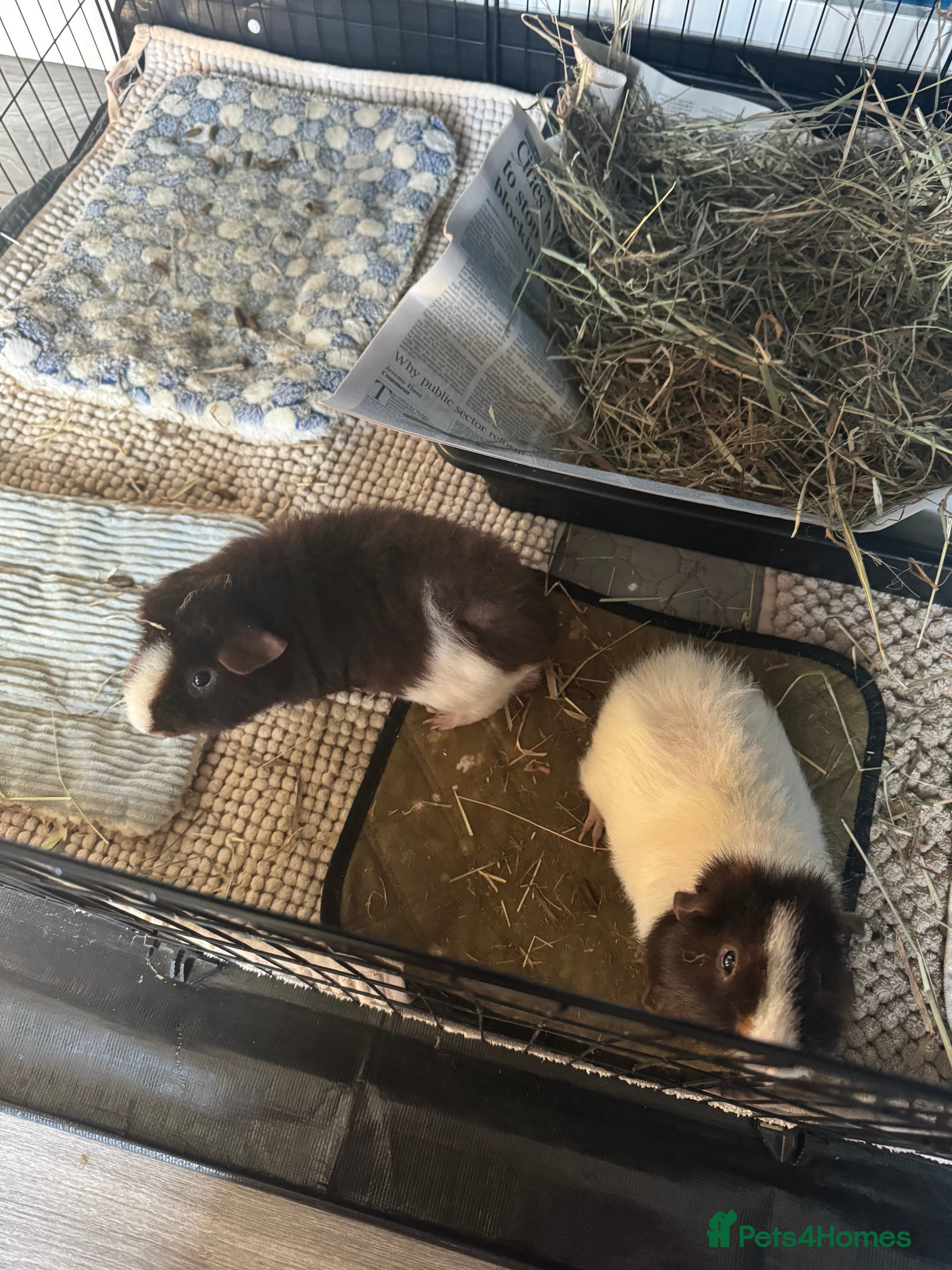 Guinea Pig rodents 2 x Male guinea pigs for sale  - Advert 19