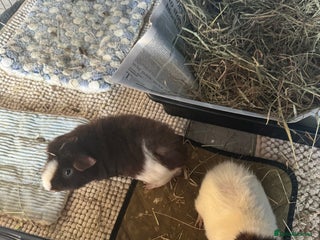 Guinea Pig rodents 2 x Male guinea pigs for sale - Advert 1