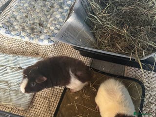 Guinea Pig rodents for sale: 2 x Male guinea pigs for sale - Advert 1