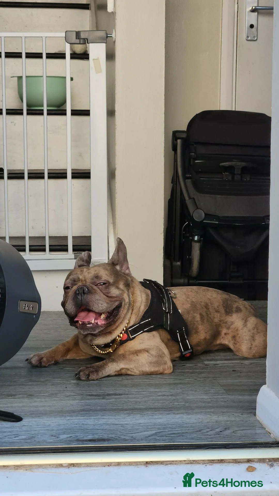 French Bulldog dogs for sale: Titan - Advert 2