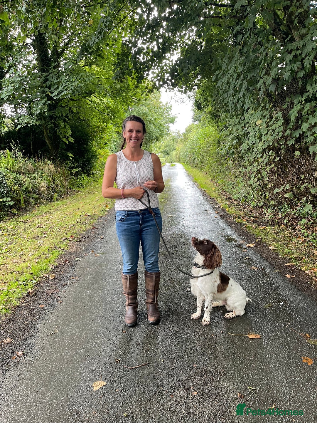 English Springer Spaniel dogs for sale: The Finished Puppy: A Brilliant Springer Spaniel - Advert 1