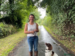 English Springer Spaniel dogs The Finished Puppy: A Brilliant Springer Spaniel - Advert 1