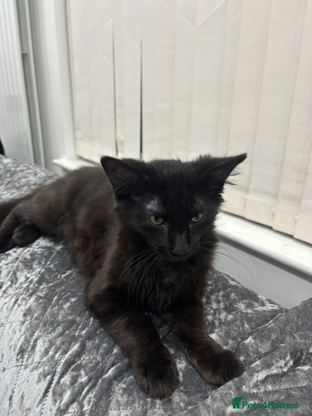 Mixed Breed cats for sale: Maine coone mixed breed - Advert 2