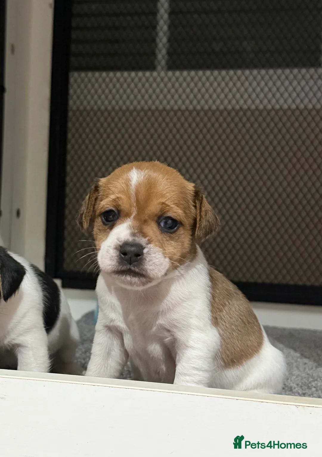 Jack Russell dogs for sale: Beautiful Jack Russell puppies  in Wickford - Advert 2